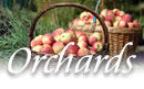 ct apple orchards